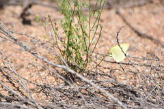Colias harfordii