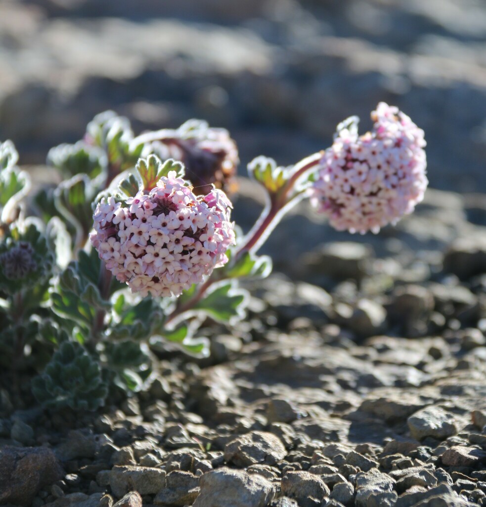 Junellia ballsii