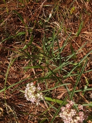 Asclepias michauxii