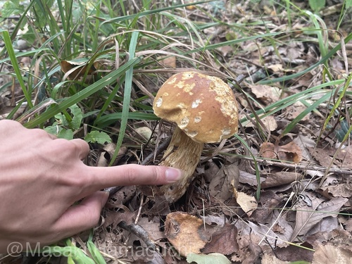 Boletus edulis