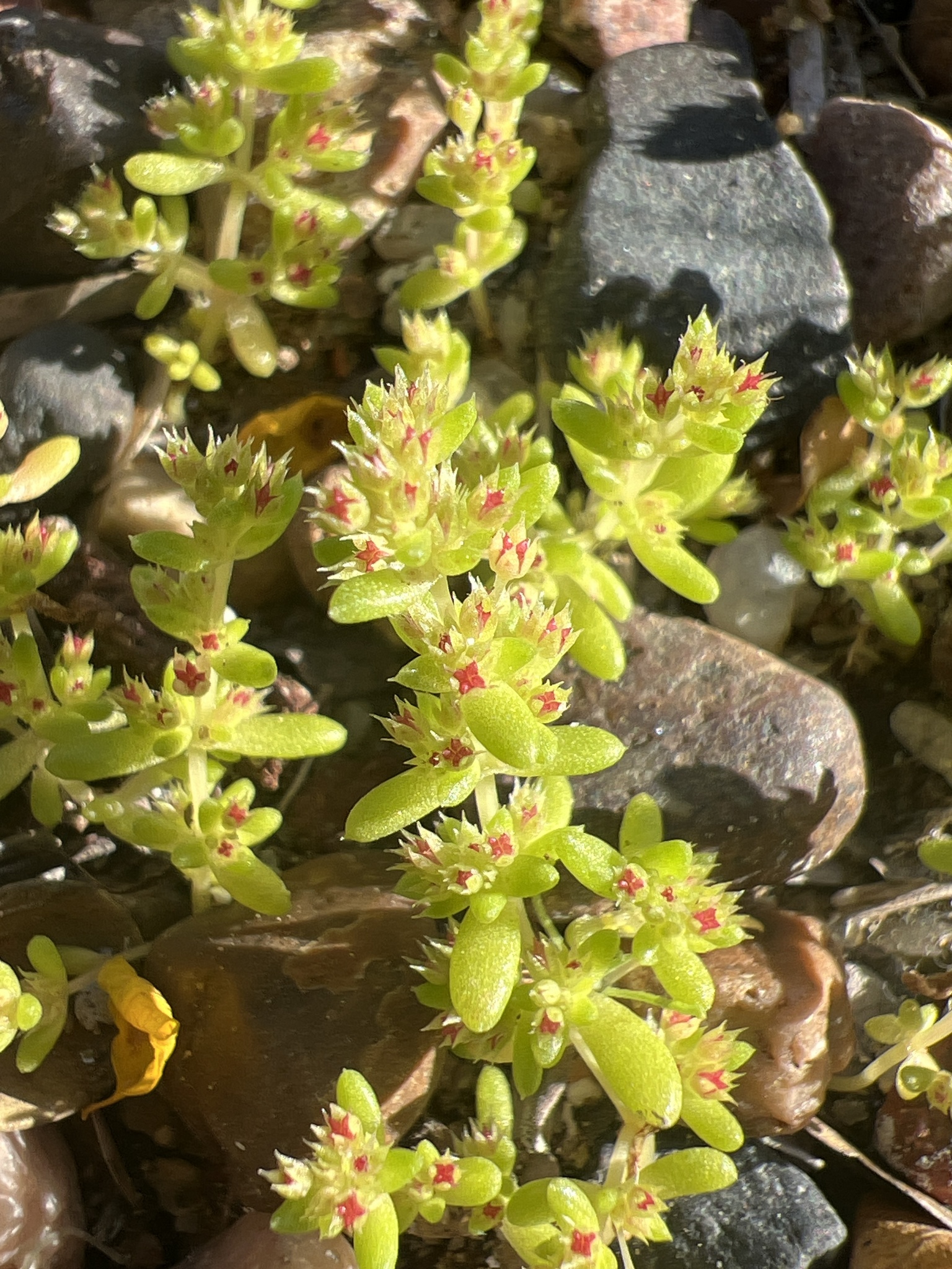 Crassula connata