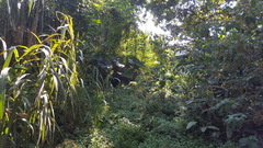 Heliconius ethilla narcaea