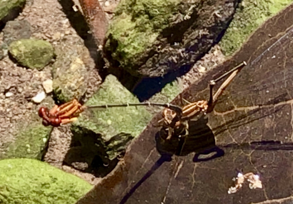 Orange-striped Threadtail