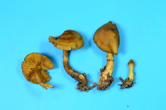 Cortinarius appalachiensis
