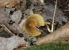 Cortinarius appalachiensis