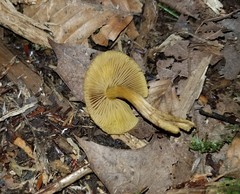 Cortinarius appalachiensis