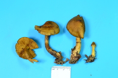 Cortinarius appalachiensis