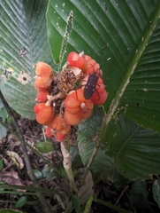 Leptoscelis quadrisignatus image