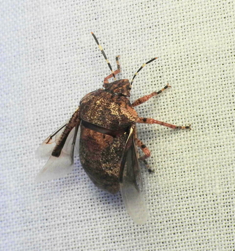 Tetyra antillarum from Indian River Lagoon Park, New Smyrna Beach, FL ...