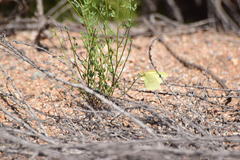 Colias harfordii