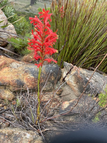 Tritoniopsis triticea (Burm.f.) Goldblatt