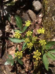 Thaspium trifoliatum