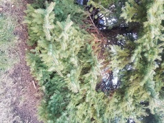 Radulomyces confluens