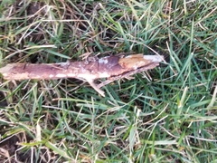 Radulomyces confluens