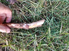 Radulomyces confluens