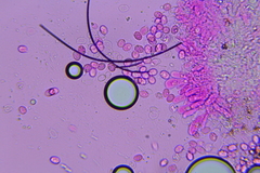 Radulomyces confluens