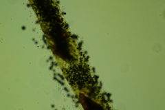 Radulomyces confluens