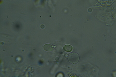 Radulomyces confluens