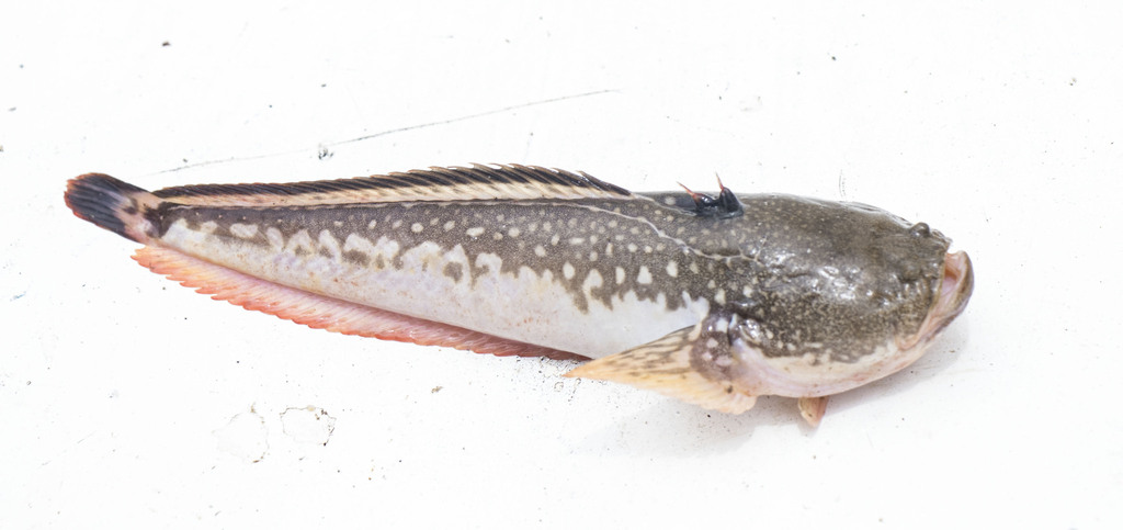 Dow's toadfish (Daector dowi) — Batrachoididae