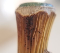 Colletotrichum dracaenophilum