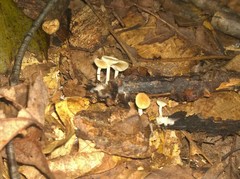 Clitocybe americana
