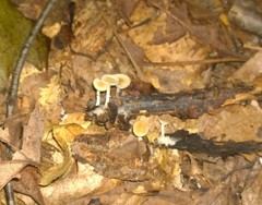 Clitocybe americana