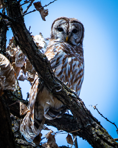 Barred Owl photographed in Iowa