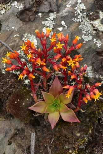 Dudleya cymosa