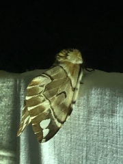 Endromis versicolora