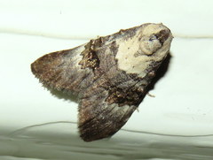 Acatapaustus leucospila