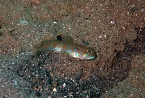 Spotfin goby (Oxyurichthys stigmalophius) — Gobiidae — 4