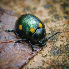 Labidomera suturella