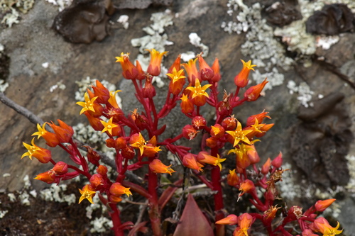 Dudleya cymosa