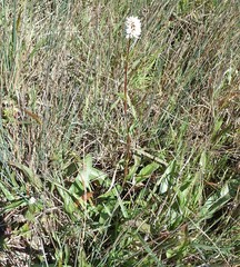 Bistorta bistortoides