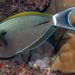 黑尾刺尾鯛 - Photo (c) François Libert，保留部份權利CC BY-SA