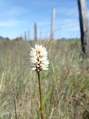 Bistorta bistortoides
