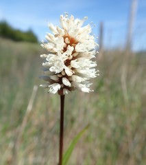 Bistorta bistortoides