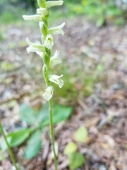 Spiranthes praecox