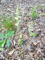 Spiranthes praecox
