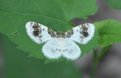 Hydrelia condensata