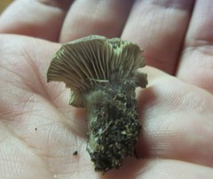 Rhodocybe caelata