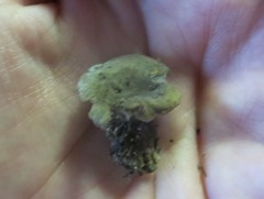 Rhodocybe caelata