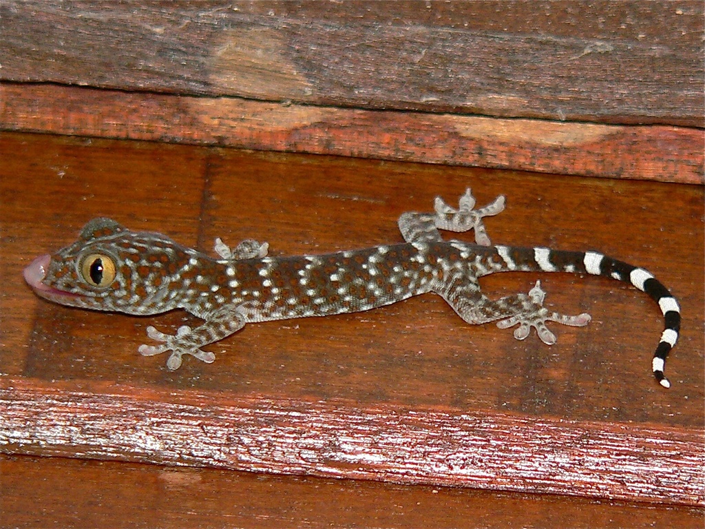 Gecko tokay (Gekko gecko)