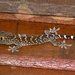 Tokay Gecko - Photo (c) Bernard DUPONT, some rights reserved (CC BY-SA)