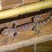 Gekko gecko - Photo (c) Robin Gwen Agarwal (ANudibranchMom on iNaturalist), osa oikeuksista pidätetään (CC BY-NC)