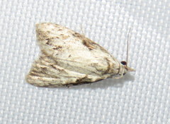 Nola pleurochorda
