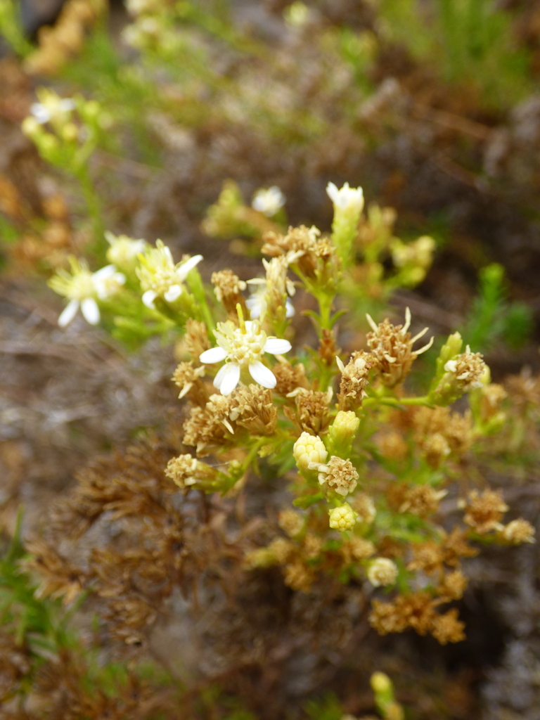 Gutierrezia taltalensis