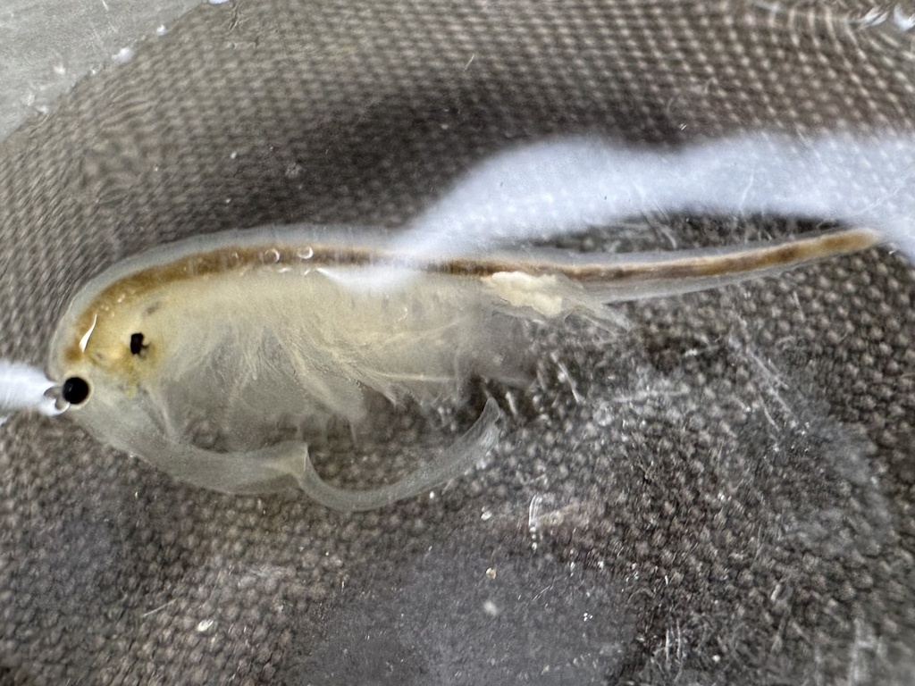 Longhorn Fairy Shrimp