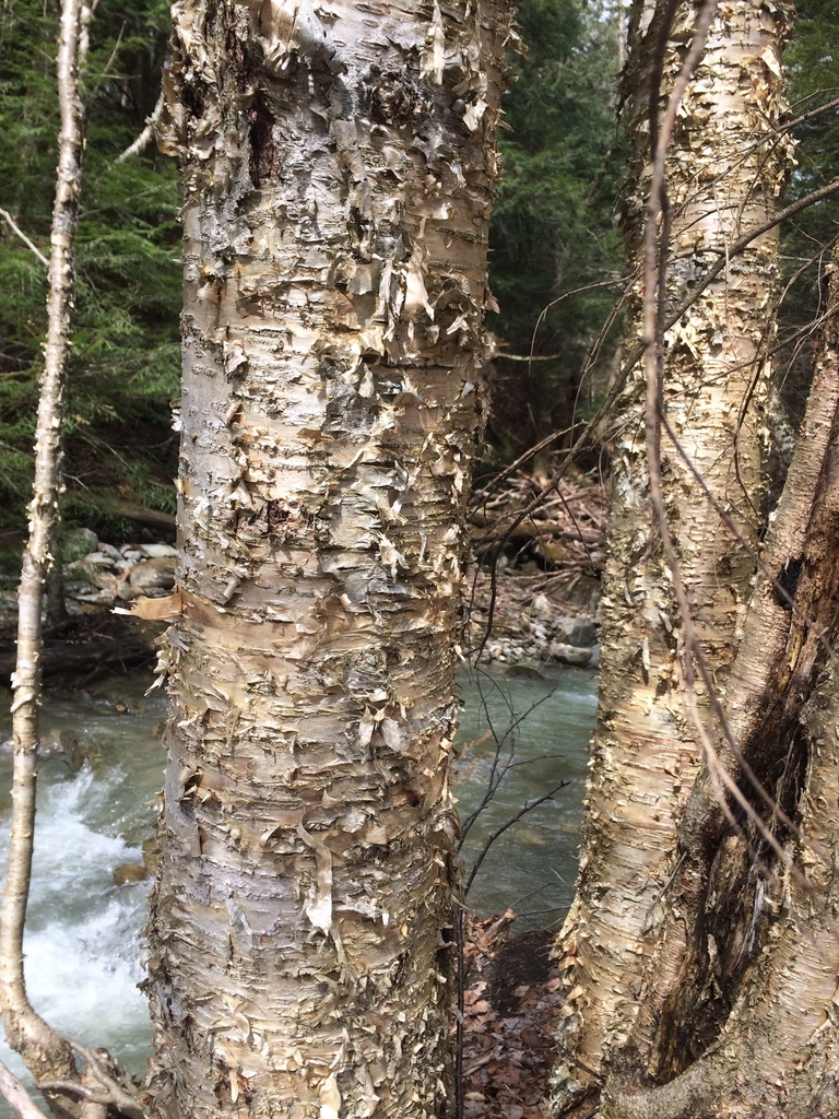 Betula alleghaniensis — a easy houseplant, prefers full sun light