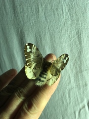 Endromis versicolora